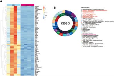 Alpha 2-adrenoceptor participates in anti-hyperalgesia by regulating metabolic demand